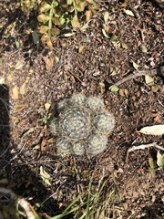 Mammillaria prolifera