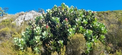 Protea grandiceps