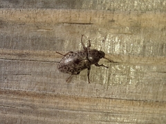 Epitragodes tomentosus