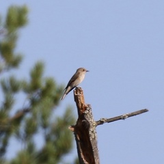 Muscicapa striata striata