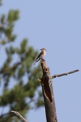 Muscicapa striata striata