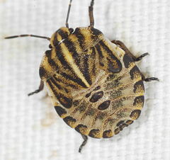 Graphosoma italicum italicum