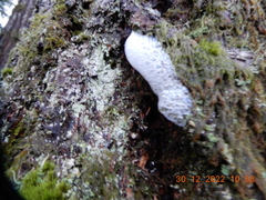 Aphrophora permutata