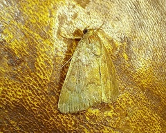 Amyna