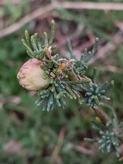 Santolina rosmarinifolia