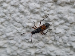 Beosus quadripunctatus