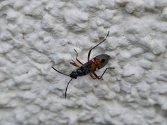 Beosus quadripunctatus