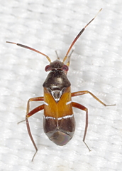 Pilophorus