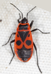 Pyrrhocoris apterus