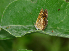 Phyciodes graphica