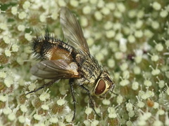 Frontina laeta