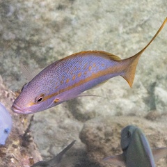 Ocyurus chrysurus