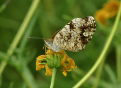 Phyciodes graphica
