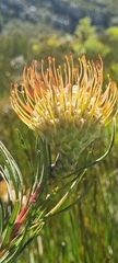 Leucospermum lineare