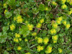 Chrysosplenium alternifolium