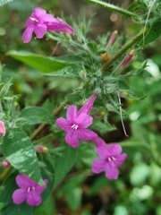 Ruellia inundata