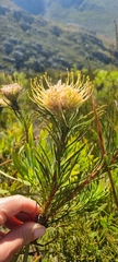 Leucospermum lineare