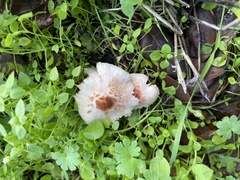 Lepiota castaneidisca