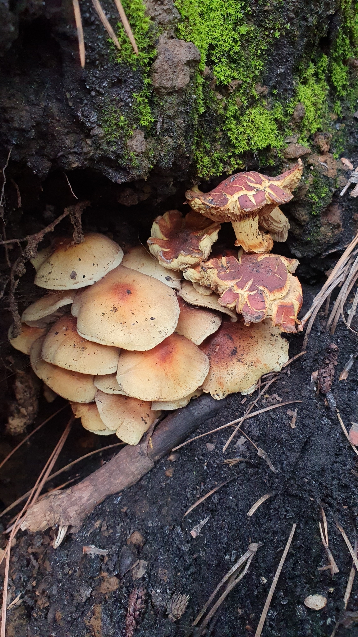 Hifoloma de láminas verdes