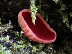 Sarcoscypha coccinea