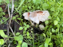 Lepiota castaneidisca