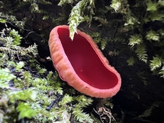 Sarcoscypha coccinea