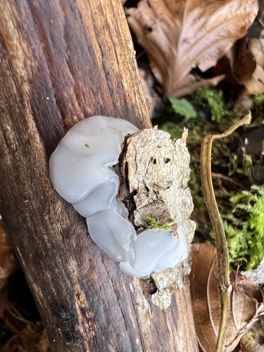 White Brain