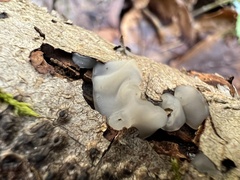 Exidia thuretiana
