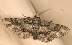 Omphalucha albosignata