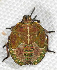 Carpocoris melanocerus