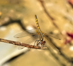 Trithemis arteriosa