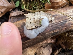 Exidia thuretiana