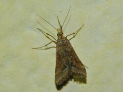 Diasemia monostigma