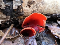 Sarcoscypha coccinea