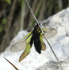 Libelloides coccajus