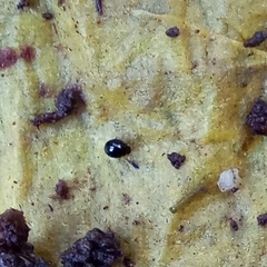 Mniophila