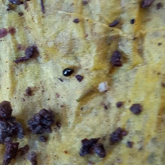 Mniophila