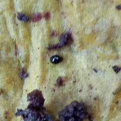 Mniophila