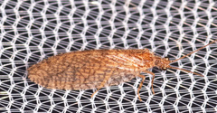 Hemerobius