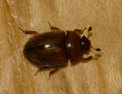 Pocadius