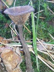 Pseudoclitocybe