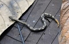 Trachyboa boulengeri