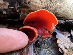 Sarcoscypha coccinea