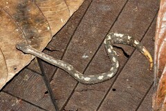 Trachyboa boulengeri