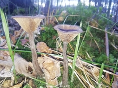 Pseudoclitocybe