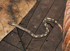 Trachyboa boulengeri