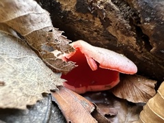 Sarcoscypha coccinea