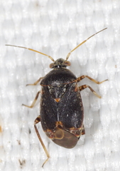 Charagochilus