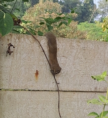 Callosciurus pygerythrus