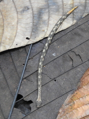 Trachyboa boulengeri